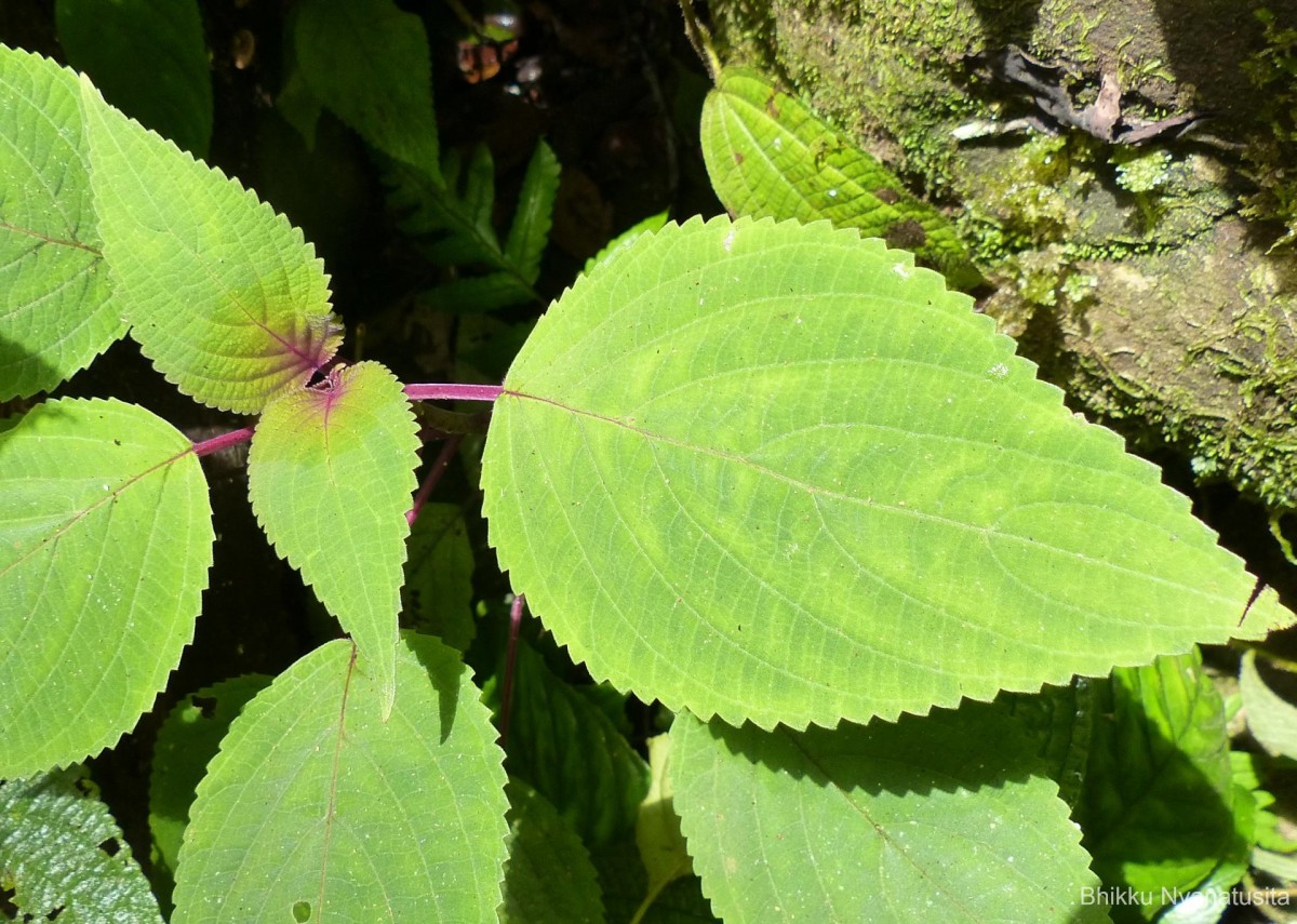 Coleus kanneliyensis L.H.Cramer & S. Balas.